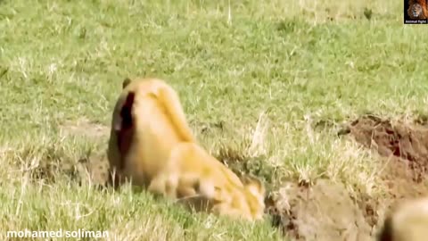 Lions attack wild buffalo, buffalo retaliates against lions with fatal injuries - animal fighting