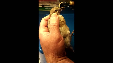 ❤ 🕊 Tube Feeding Baby Dove 🕊 ❤