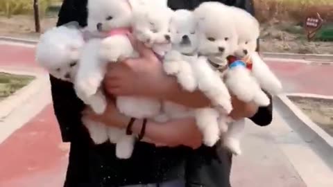 Cute and Funny Pomeranian Videos