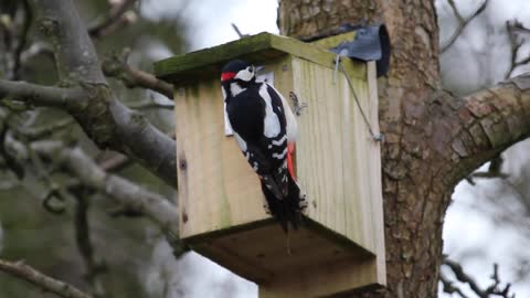 Great Spotted Woodpecker drumming on nestbox