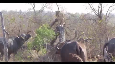 The buffalo were too strong to fight back against the lion