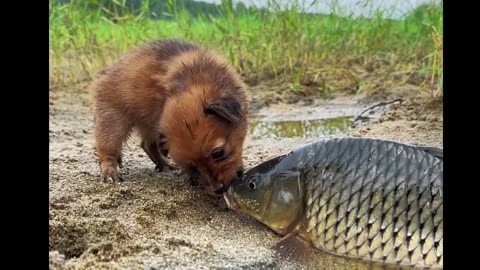 Dog and Fish: An Unexpected Friendship