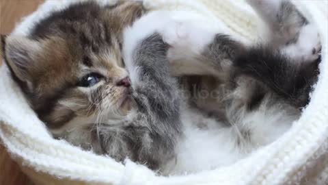 Cute Little Tabby Kitten is laying in White Wool Hat 4K