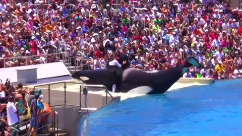 Seaworld SHAMU Killer Whale Show