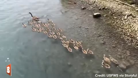 Goose Seen Leading Endless Stream of Baby Geese