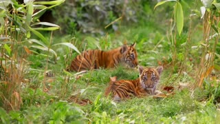 London Zoo's three new tigers cubs have been given a clean bill of health, at their first check up.