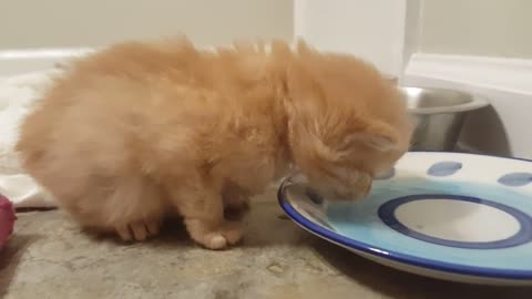 Rescue Kittens 4 week old Viking Rollo drinking water from a plate
