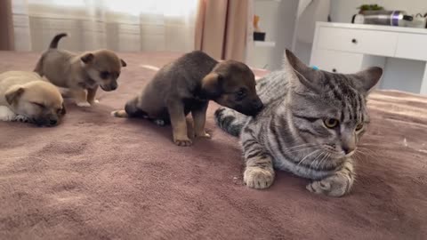 Funny Cat Reaction to Puppies [Kitty sees them for the First Time]