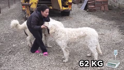 Largest Dogs in the World