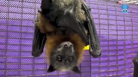 Rescuing a baby flying-fox found on the ground this is Lemony Cricket