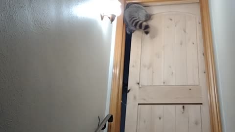 Raccoon Squeezes Through Barely Open Door