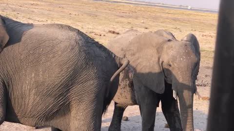 Live elephant birth