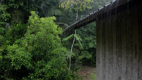 Sound Rain and thunder gives an instant deep sleep - Sound of rain relaxes in the foggy forest