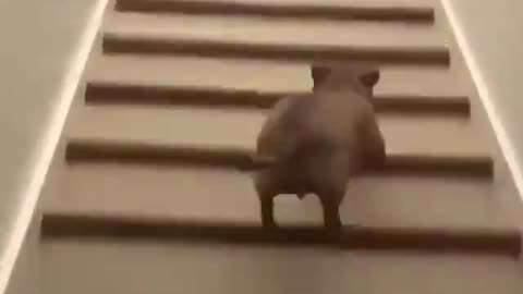 Cãozinho subindo na escada