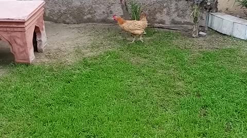 Hen insearch of food