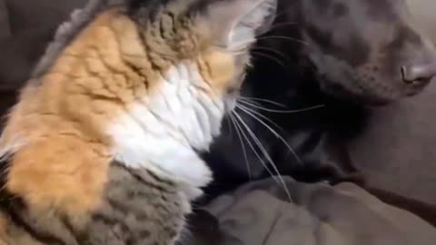 Cat bossing the dog around with confidence