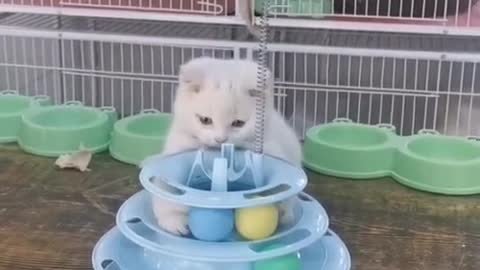 Cute cat baby animals Videos