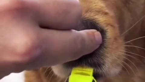 Dog learning how to blow whistle