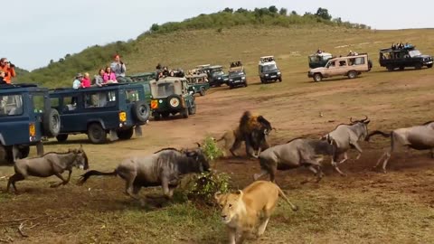 Lion vs. Wildebeest