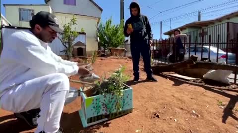 Metalsmith turned beekeeper gives bees a second chance in Chile
