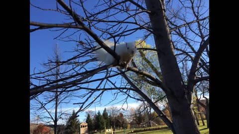 Albino Squirrels.