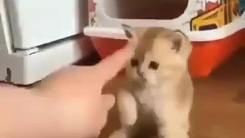 Cute baby Cat