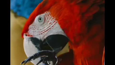 Macaws | INTERESTING | FACTS |#largest #birds #pets #parrots #animalsvideo #yt #animalsviralvideo