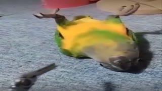 Watch this parrot's acting ability