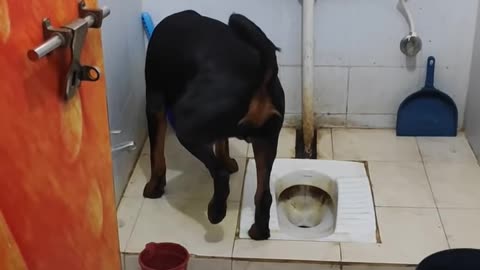 Rottweiler Dog 7 Month old potty Training !! Rottweiler Dog !! Rottweiler Puppy !! Rottweiler