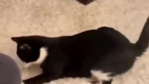 Funny animals videos funniest cats and dogs 🐈🐕 video