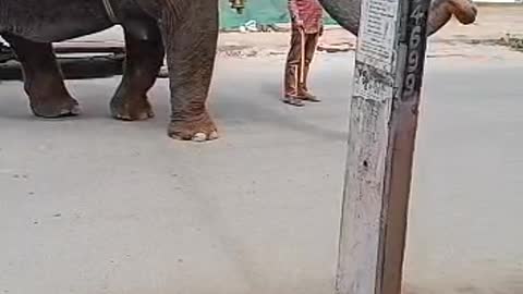 Slow motion capturing moment of elephant