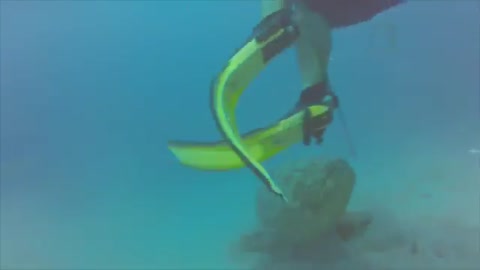 Goliath Grouper Attacks Diver