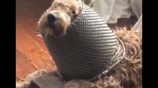 Funniest animals videos E01