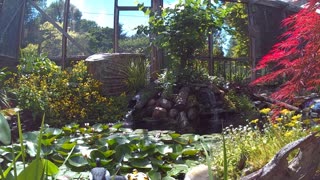 koi and goldfish pond 220623 patiocam2