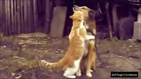 Best of compilation vidéo des animaux drôles