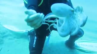 A curious octopus