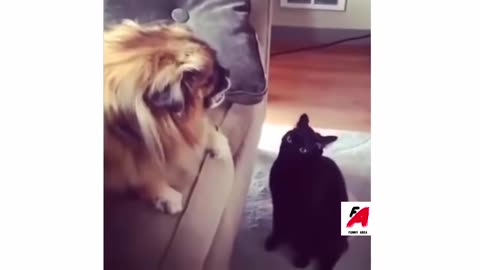 Collection of Funny Cats [BEST OF] Funny Videos Laugh Five minutes