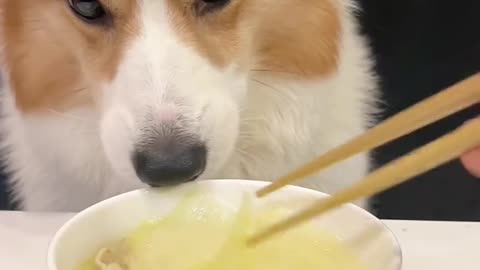 Corgis drink razor clam and cabbage soup Short-legged corgis