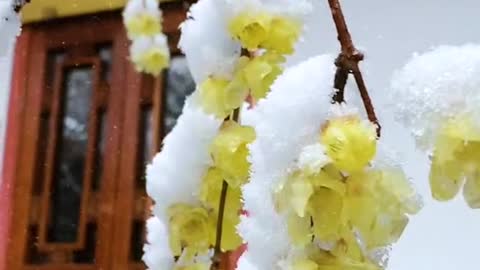 Auspicious snow and wintersweet