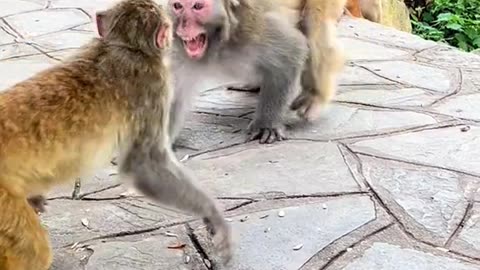 Funny monkey #1