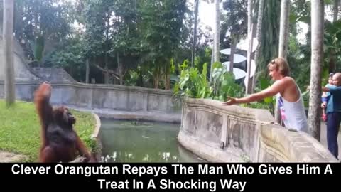 Funny orangutan repays man for giving him a treat but what he does will shock you MUST WATCH !!!