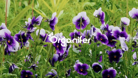 Edible Flowers Seeds Package – 11 Types • Organifer