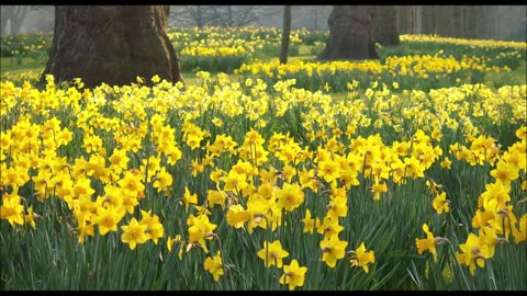 Please Send Me Daffodils - Happy St. David's Day!