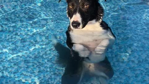 Collie Cools Off in Pool