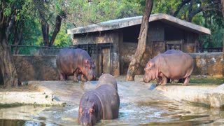 Hippo in the wild. Hippopotamus