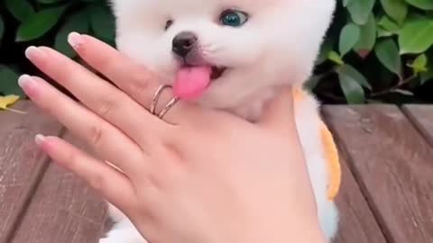 Wow So Beautiful Puppy Playing With Hand