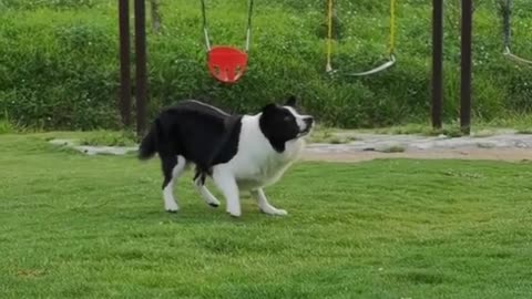 "Unleashing the Fun: Watch These Border Collies Play!"
