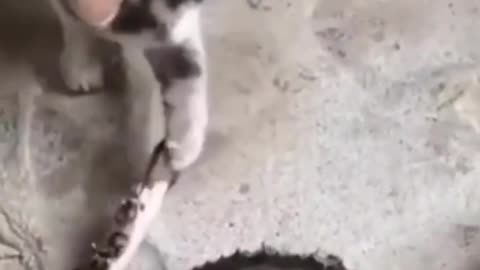 Latest funny animals 😄, funny dogs 🐕, funny cats 🐈, funny animals 😄best, funny animals 😄dancing 💃😄