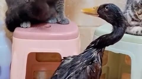 Hilarious Cat and Duck Showdown: Funny Animal Fight