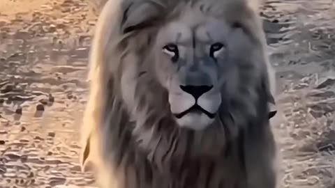 The mighty lion